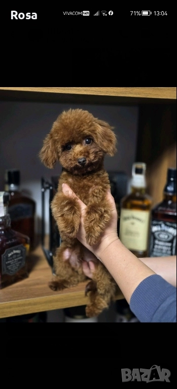 Продавам пудел , снимка 1