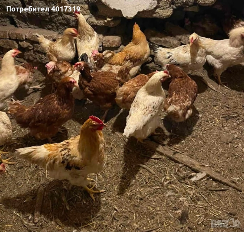 Продавам млади Петли!🐓 , снимка 1