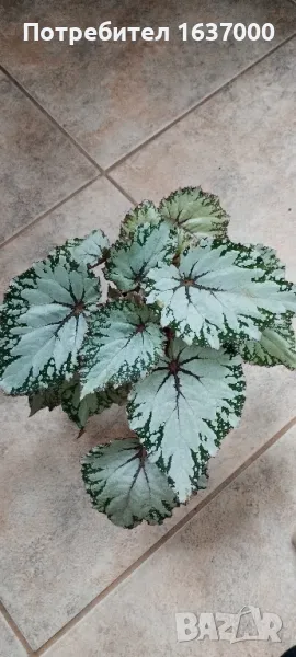 Бегония Asian tundra , снимка 1