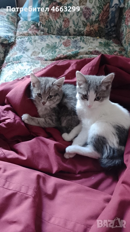 Подарявам 1 малко котенце, снимка 1