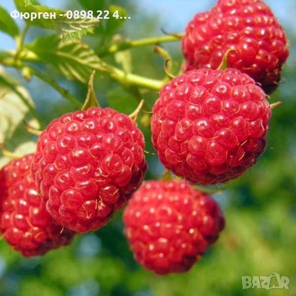 Малини - целогодишни, снимка 1