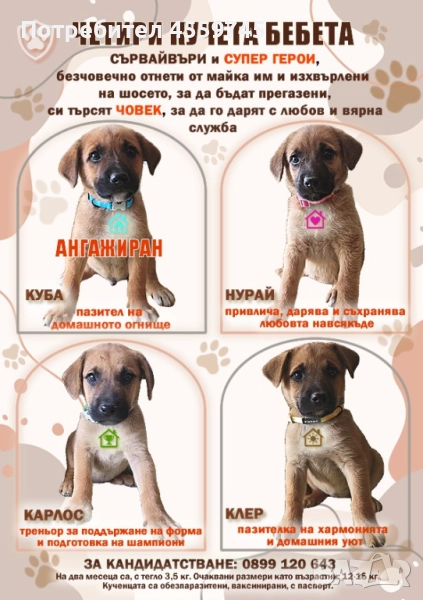 Четири кучета бебета-сървайвъри и супер герои, снимка 1