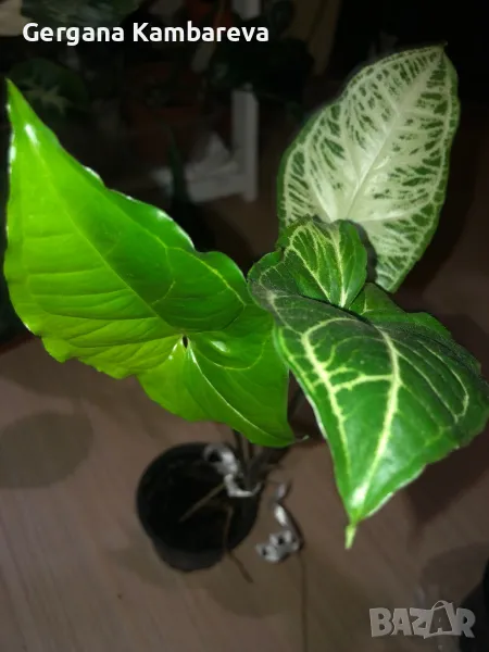 Syngonium Batik , снимка 1