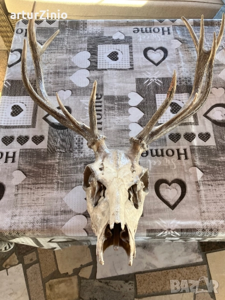 Рога и глава от елен, снимка 1