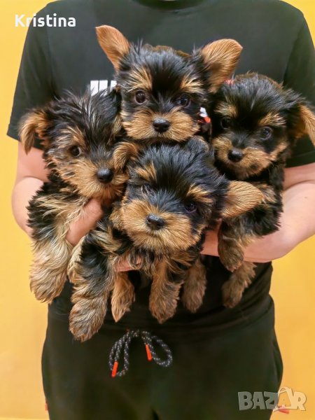 Йорки йоркширски териер, снимка 1