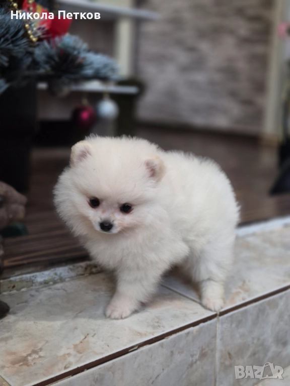 Померан , снимка 1