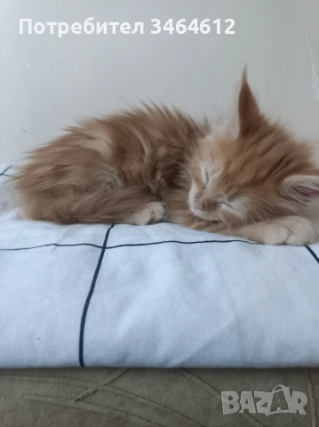 Мейн куун, снимка 8 - Мейн кун - 52592928