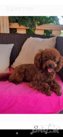 Мини пудел той бебета, снимка 9 - Пудели - 52582359