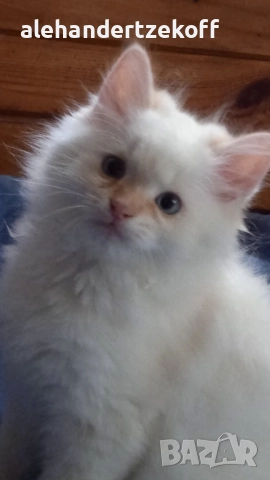 Невска маскарадна котка Neva Masquerade, снимка 14 - Сибирски - 51691685