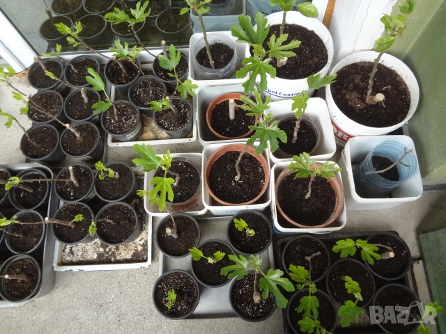 Смокини - 2 сорта - Блек Мишън и Брънсуик, снимка 9 - Разсади - 54092194