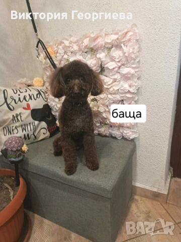 Мини Пудел , снимка 10 - Пудели - 53316077