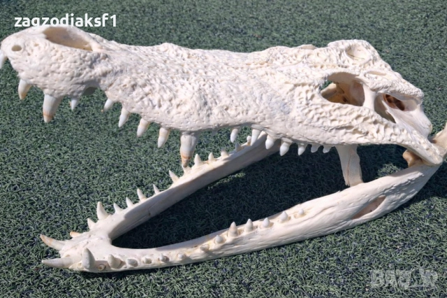 Челюст КРОКОДИЛ 100% Реални снимки с документ за притежание по CITES, снимка 3 - Колекции - 52833704