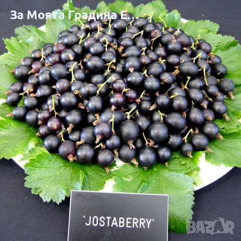 Йоща - хибрид между касис и цариградско грозде , снимка 3 - Градински цветя и растения - 54020913