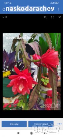 Цветя и кактуси различни видове, снимка 17 - Стайни растения - 32851734