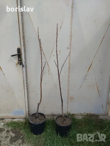 Продавам дръвчета ядлив кестен(сладък кестен), снимка 2 - Градински цветя и растения - 47623165