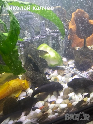 анцитруси, снимка 2 - Рибки - 53933499