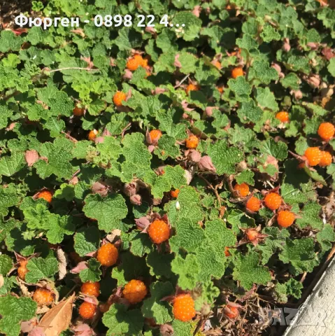 Пълзяща къпина Creeping Bramble, снимка 3 - Разсади - 48346799