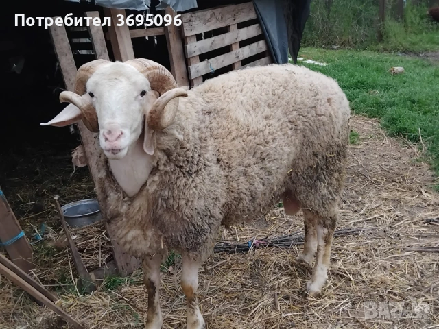 Кочове, снимка 2 - Овце - 54270503