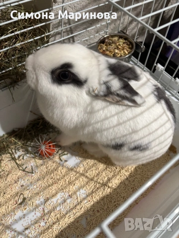 Декоративно зайче