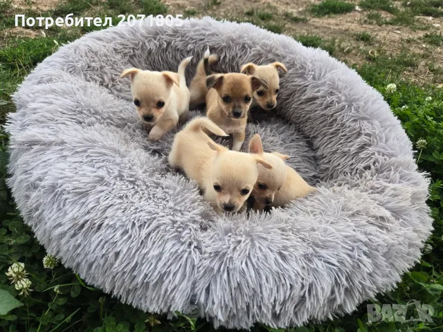 Продавам чихупинчери , снимка 4 - Чихуахуа - 56153091