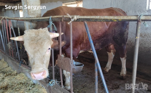 продавам месо обл. Шумен тел. 0897544628, снимка 3 - Крави - 52324871