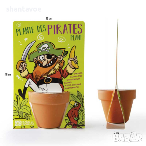 Бананово дърво в саксийка с луковици и пръст, снимка 4 - Стайни растения - 44601951