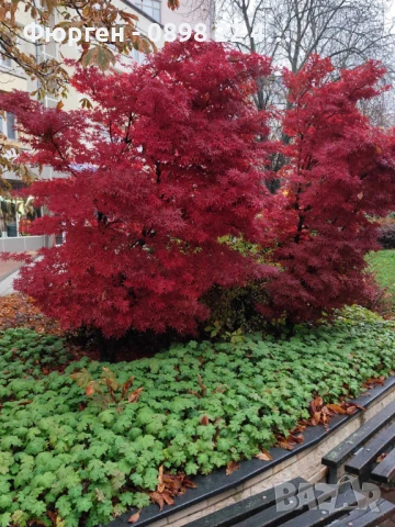 АЦЕР - Японски клен -   Налични 5 вида Студоустойчиви, снимка 10 - Разсади - 34223583
