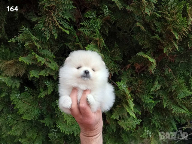 Женски Померан. Реални снимки от 21.04.2026 г. 