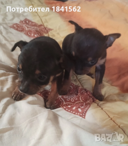 продават се пинчери , снимка 10 - Пинчер - 52960278