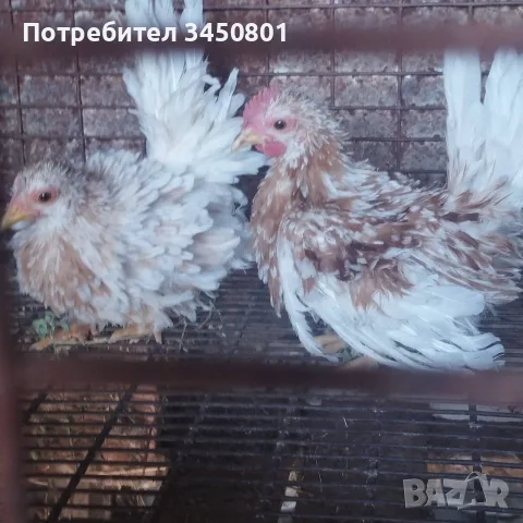 Свободни шабо пилета чифтове 