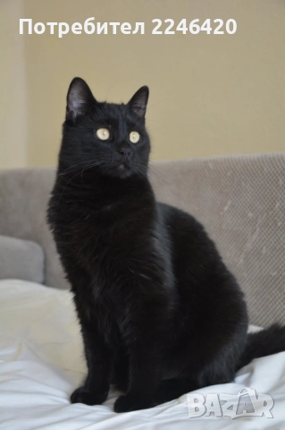 😺 1-годишно момченце от Враца търси ДОМ , снимка 18 - Други - 52893934