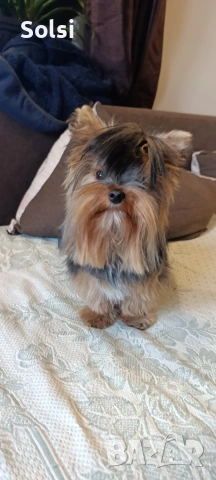 мини йорки , снимка 8 - Йоркширски териер - 52829227