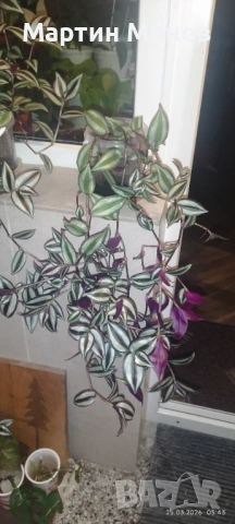 Tradescantia zebrina, снимка 4 - Стайни растения - 51996609