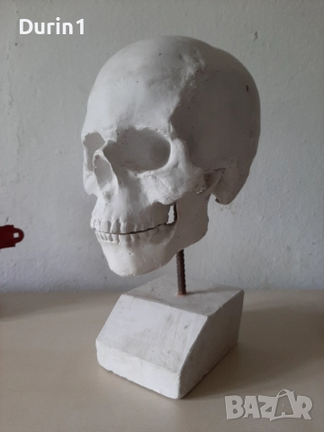 Модел на гипсов череп в реален размер, снимка 6 - Декорация за дома - 51589606