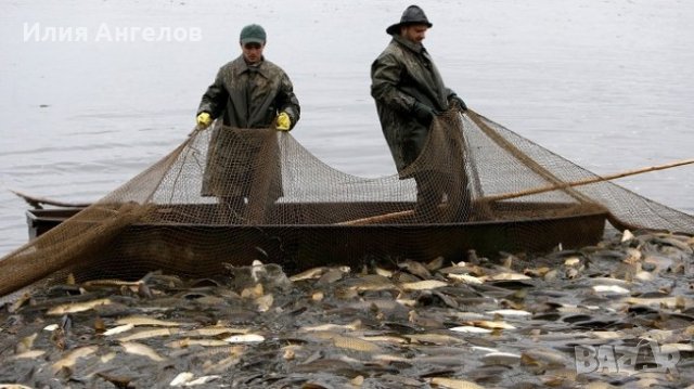 Срекме , Рибарски мрежи - изработвам по поръчка , продавам., снимка 14 - Такъми - 36311623