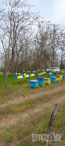 Регистриран производител приема заявки за биологични пчелни майки за сезон 2026г., снимка 9 - Други - 28196262
