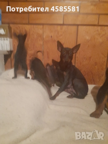 Чистокръвни немски пинери, снимка 6 - Пинчер - 52995417