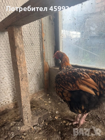 Млади петлета Амрок и Орбинктон 6 месеца, снимка 4 - Кокошки и пуйки - 54083511