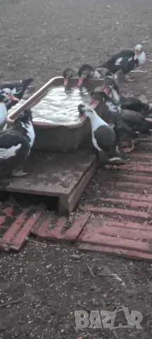 Продавам неми юрдечки малки и големи!, снимка 4 - други­ - 47464575