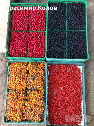 Облепиха, лечебни плодове и растения,супер храни,билки, снимка 6 - Градински цветя и растения - 34161365