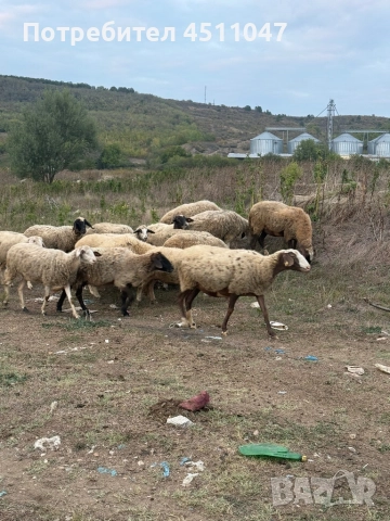 Продавам млади овце , снимка 1