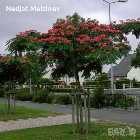 Албиция фиданки, снимка 2 - Градински цветя и растения - 52030801