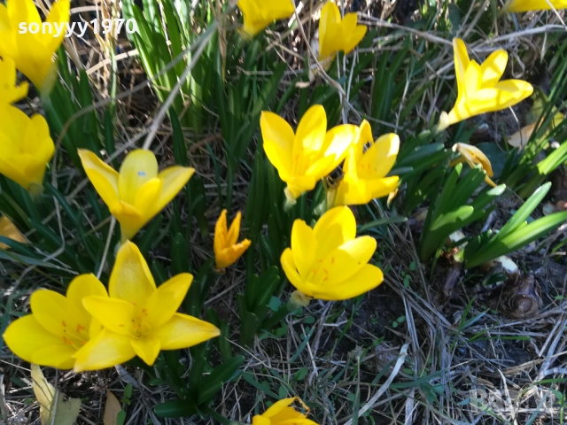 ГРЪМ ОТ ГРАДИНСКИ ЦВЕТЯ ЗА ЦЯЛА ЛЕХА 25ЛВ 1910251933, снимка 13 - Градински цветя и растения - 52109825