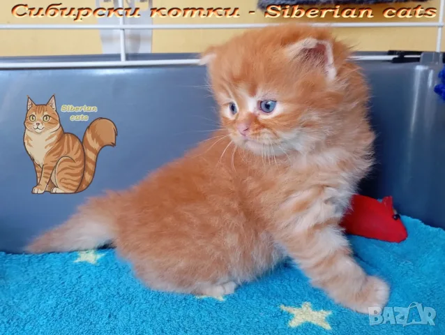 Сибирчета, сибирска котка, сибирски котенца, сибирско коте, хипоалергенни, рижи момчета, снимка 2 - Сибирски - 56150013