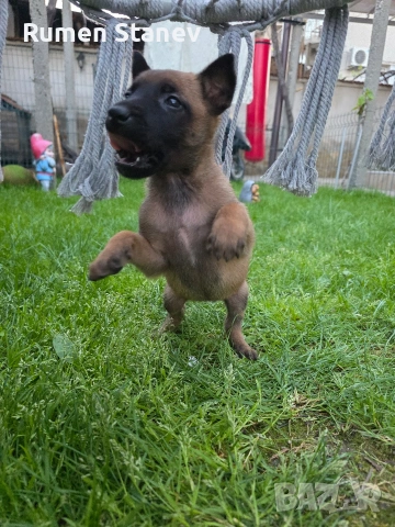 Белгийска овчарка Малиноа, снимка 7 - Белгийска овчарка - 54333379