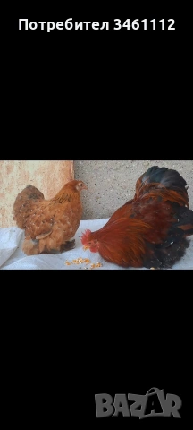 продавам петлета мини кохин 10 бройки може и ярки!, снимка 7 - други­ - 53065889