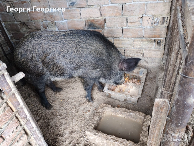 Диво прасе нерез! , снимка 2 - Прасета - 52643933