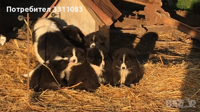 Свободни Бордър Колита, снимка 2 - Бордър коли - 53112412