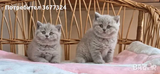 Британски късокосмести котета , снимка 3 - Британска късокосместа - 56184875