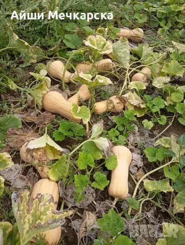 Продавам тиква Матилда на едро.
